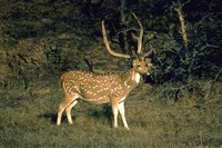 ПЯТНИСТЫЙ ОЛЕНЬ