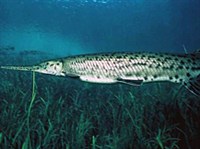 ПЯТНИСТЫЙ ПАНЦИРНИК (Lepisosteus oculatus)