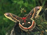 Павлиноглазки (сатурния Прометея)