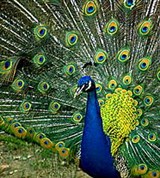 Павлины (хвост)