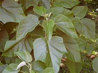 Павловния войлочная – Paulownia tomentosa (Thunb.) Steud.