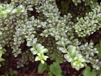 Падуб городчатый – Ilex crenata Thunbg.
