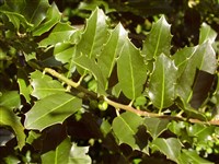 Падуб остролистный, обыкновенный, остролист – Ilex aquifolium L.