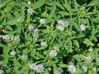 Пажитник голубой – Trigonella coerulea (L.) Ser.