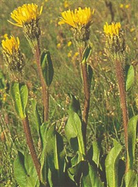 Пазник одноцветковый – Hypochoeris uniflora Vill.