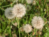 Пазник стержнекорневой – Hypochoeris radiata L. (1)