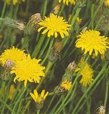 Пазник стержнекорневой – Hypochoeris radiata L. (2)