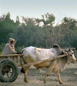 Пакистан (крестьянин)