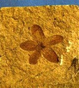 Палеоботаника (ископаемые цветковые растения)