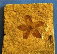 Палеоботаника (ископаемые цветковые растения)