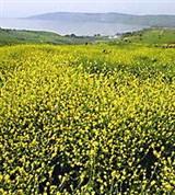 Палестина (Галилея, луга)