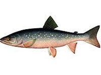 Палия (рисунок)