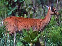 Пампасный олень (самка)