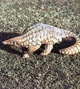 Панголины (Панголин)