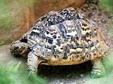 Пантеровая черепаха (Geochelone pardalis)