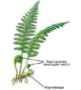 Папоротниковидные (строение папоротника)