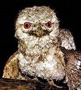 Папуасский лягушкорот (Podargus papuensis)