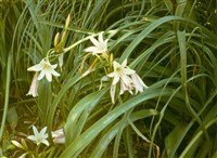 Парадизея лилиевидная, парадизовая лилия, лилия святого Бруно – Paradisea liliastrum (L.) Bertol.