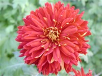 Парад [Род дендрантема – Dendranthema (DC.) Desmoul]