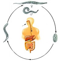 Паразитизм