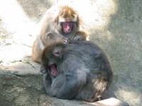 Парижский зоопарк (бабуины)