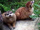 Парижский зоопарк (сурикаты)