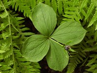 Парис четырехлистный, обыкновенный – Paris quadrifolia L.