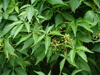 Партеноциссус прикрепленный – Parthenocissus inserta (A.Kerner) Fritsch.