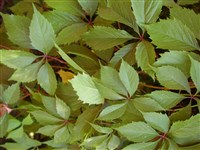 Партеноциссус пятилисточковый – Parthenocissus quinquefolia (L.) Planch. (1)