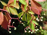 Партеноциссус пятилисточковый – Parthenocissus quinquefolia (L.) Planch. (2)