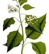 Паслен черный