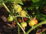 Паслён гулявниковолистный – Solanum sisymbrifolium Lam. (2)