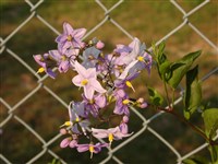 Паслён курчавый, чилийский картофель – Solanum crispum Ruiz. & Pav.