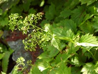 Патриния горбатая – Patrinia gibbosa Maxim.