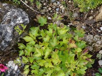 Патриния трехлопастная – Patrinia triloba Miq.