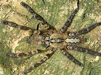 Пауки (Паук)