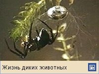 Пауки (серебрянка)