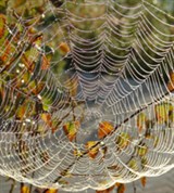 Паутина (роса)