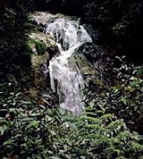 Паханг (джунгли на Камерон Хайлендз)