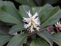 Пахизандра верхушечная – Pachysandra terminalis Sieb.et Zucc. (1)