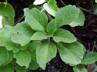 Пахизандра лежачая – Pachysandra procumbens Michx.