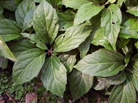 Пахизандра пазушная – Pachysandra axillaris Franch.