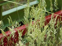 Пахучеколосник душистый – Anthoxanthum odoratum L.