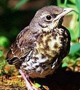 Певчий дрозд (Turdus philomenus)