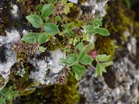 Педерота Бонарота – Paederota bonarota L.