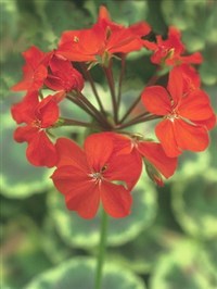 Пеларгония