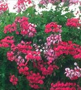 Пеларгония (щитковидная)