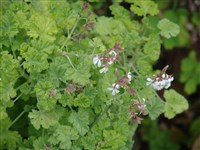 Пеларгония благоухающая – Pelargonium x fragrans hort.