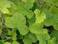 Пеларгония войлочная – Pelargonium tomentosum Jacq.