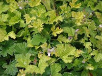 Пеларгония головчатая – Pelargonium capitatum (L.) L Herit.